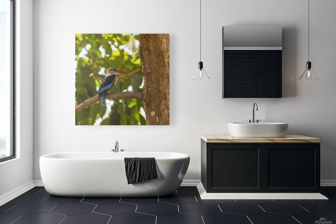 Grey headed kingfisher Amboseli National Park Kenya Reproduction