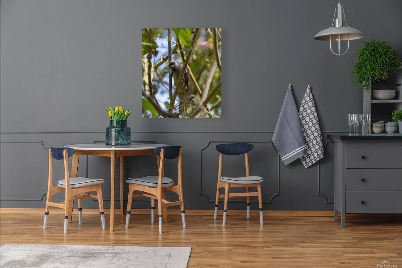 Speckled mousebird Sweetwaters kenya Reproduction