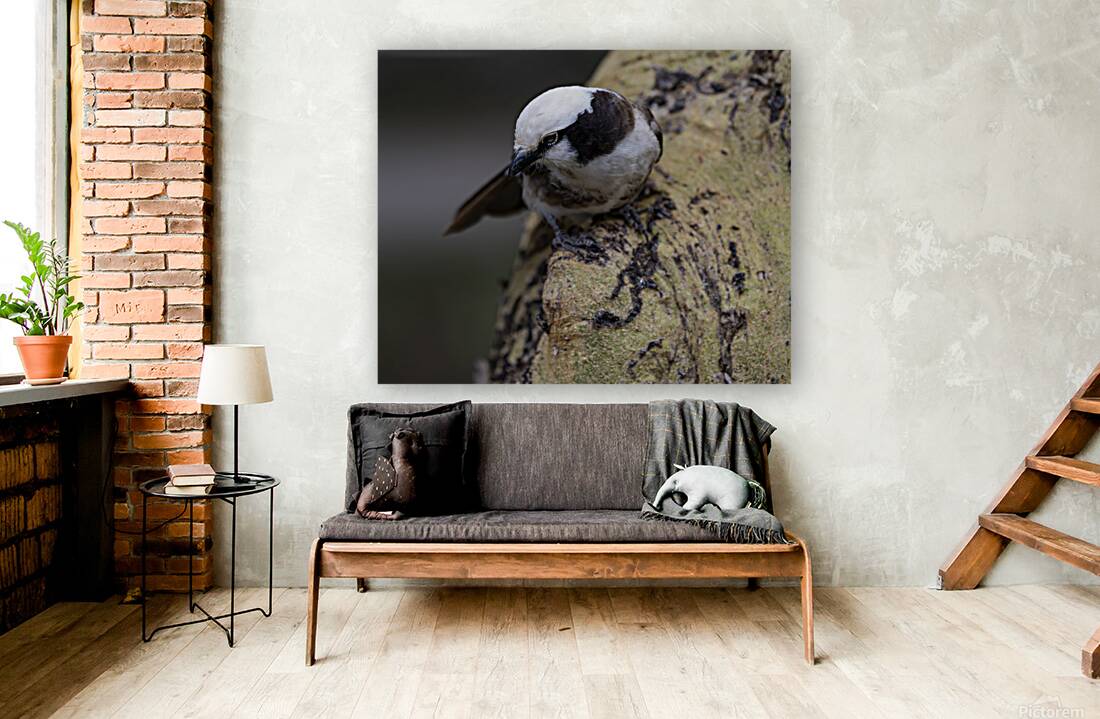 Southernwhite crowned shrike Sweetwaters kenya Reproduction