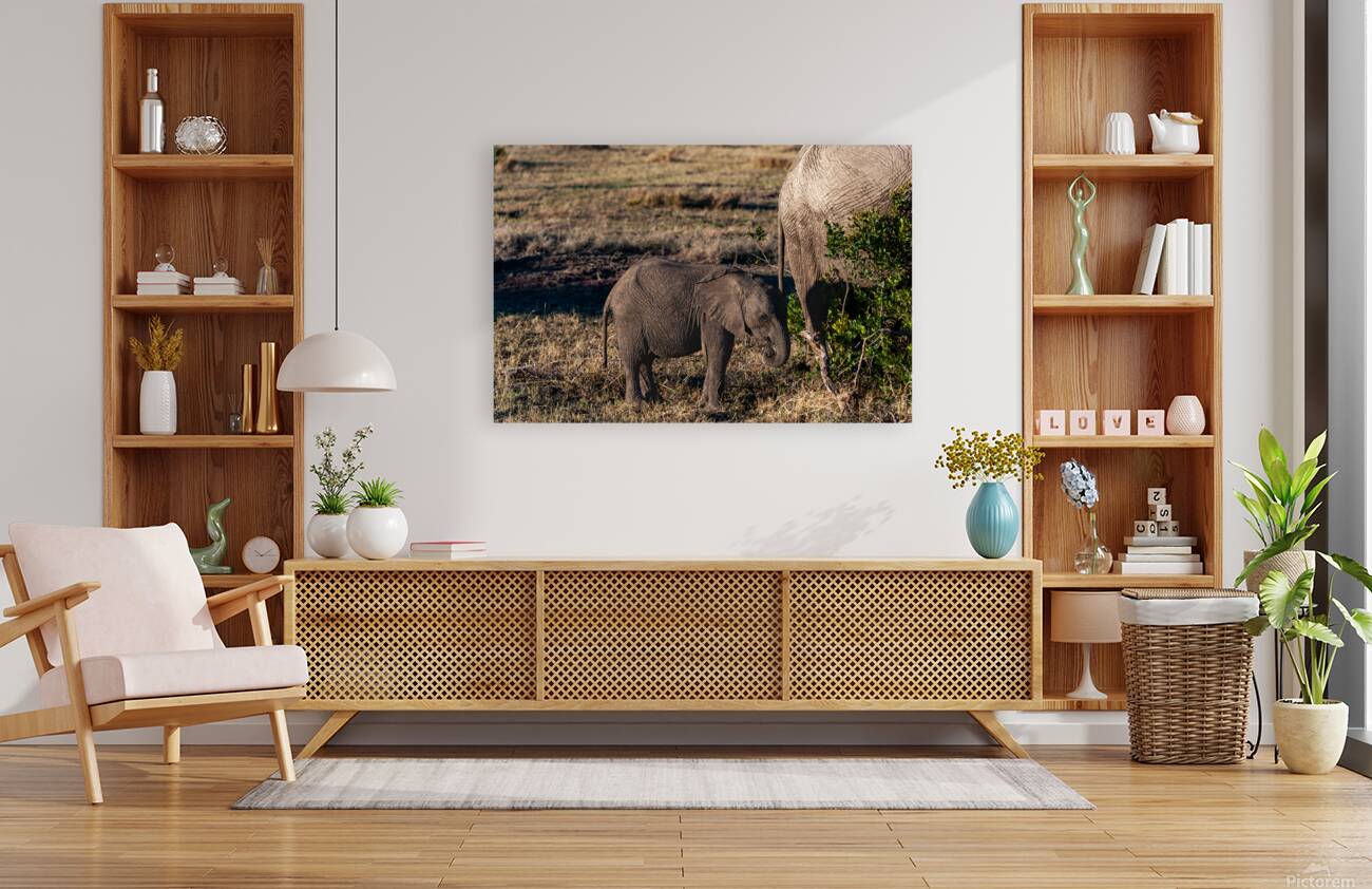 African elephant Reproduction