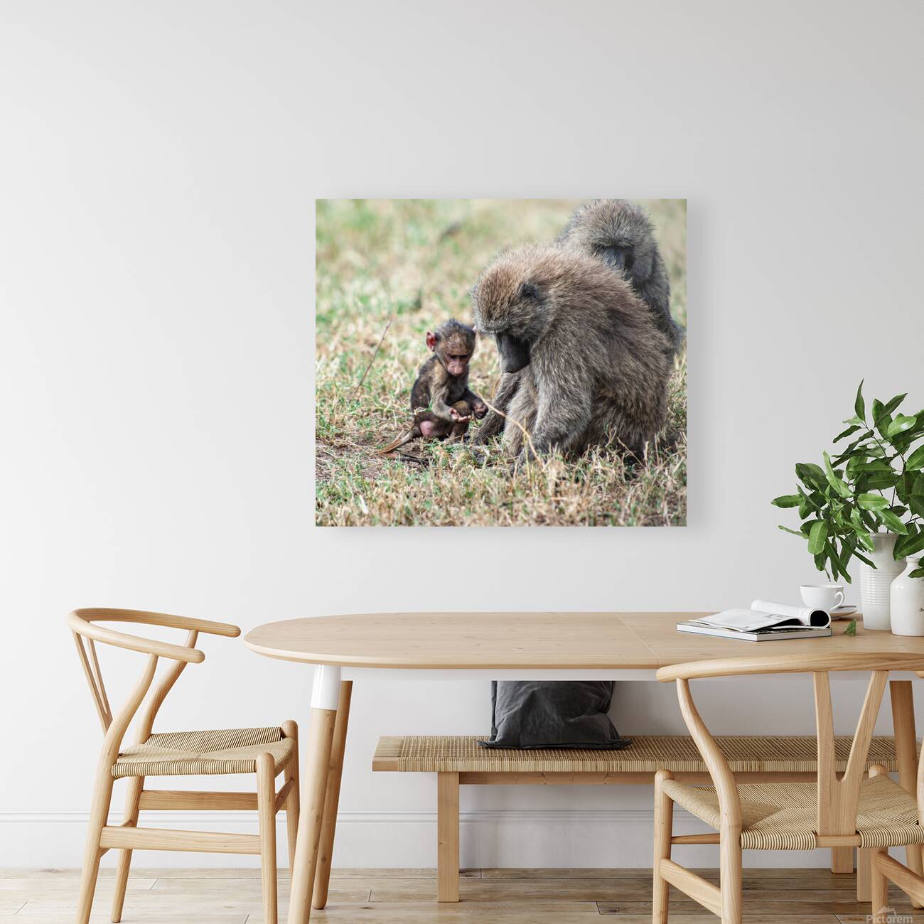 Baboon Lake Nakuru Africa Reproduction