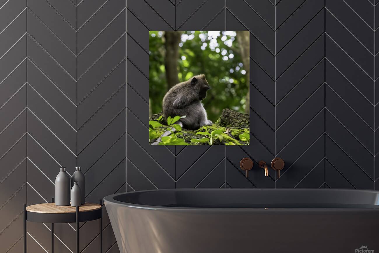 Monkey Forest Bali Reproduction