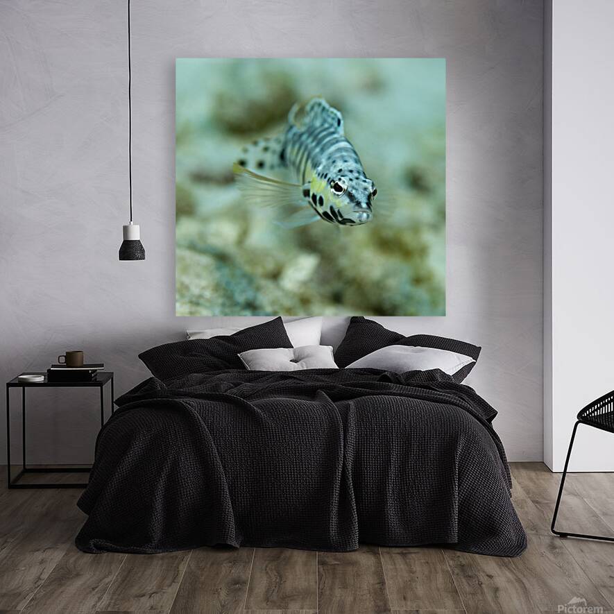 Blenny  Reproduction