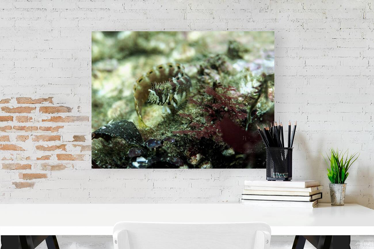 Decorated Warbonnet Reproduction