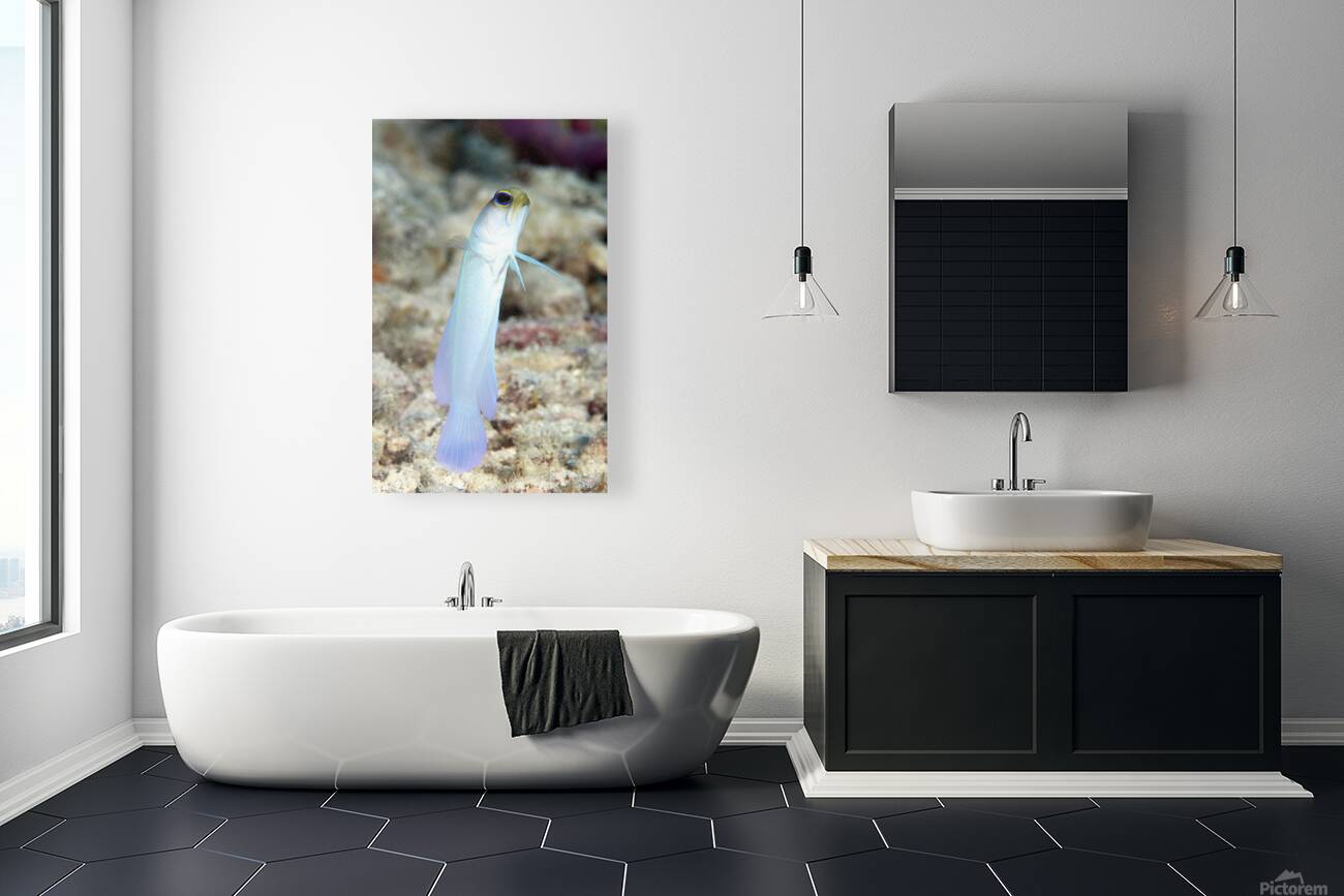 Yellowhead Jawfish Reproduction