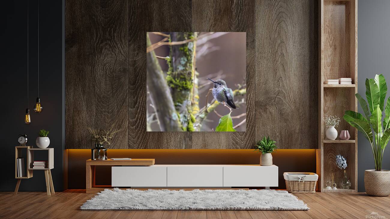 Anns hummingbird perched on a branch Reproduction