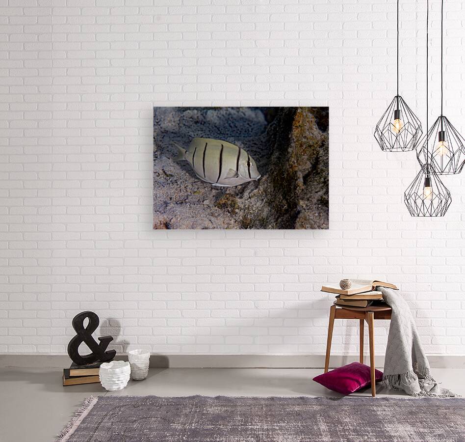 Convict Tang 2 Reproduction