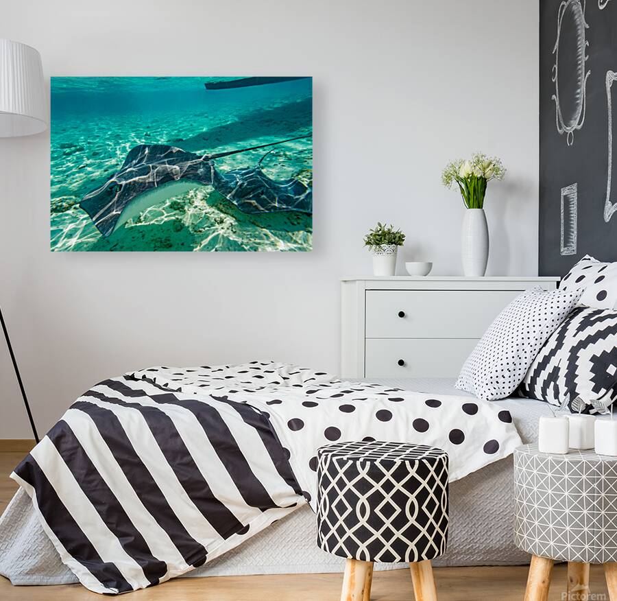 Sting rays Reproduction