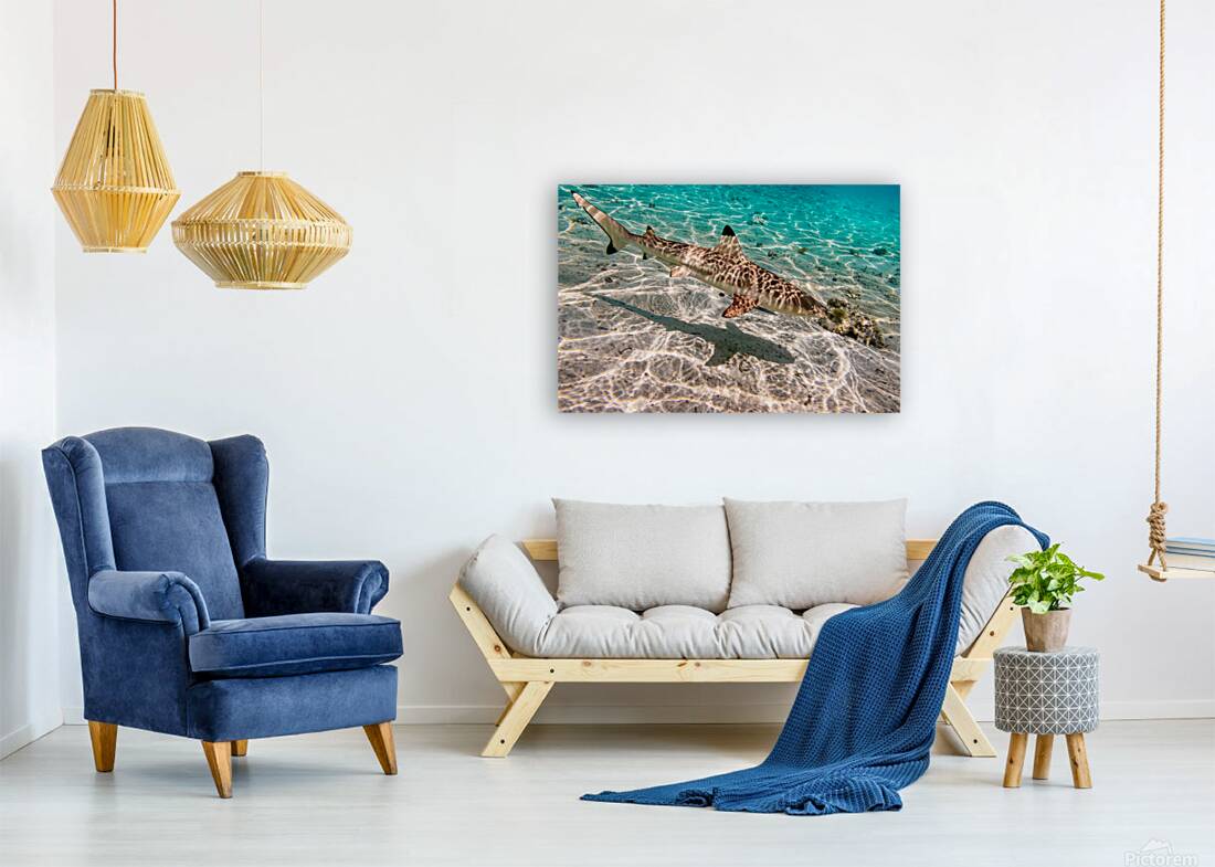 Black Tip Shark 3 Reproduction