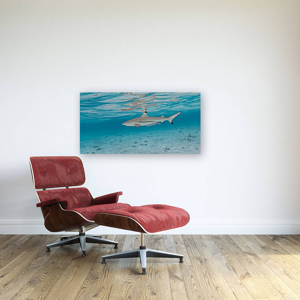 Black Tip Shark Reproduction