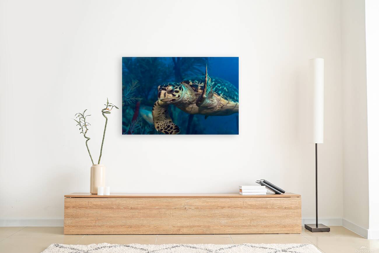 Hawksbilled turtle  Reproduction