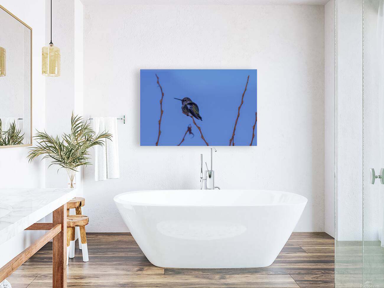 Rufous Hummingbird Reproduction