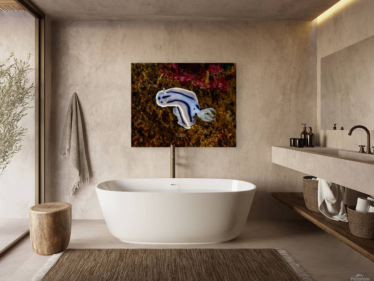 Willan s Chromodoris Nudibranch Mukilteo Washington USA Reproduction