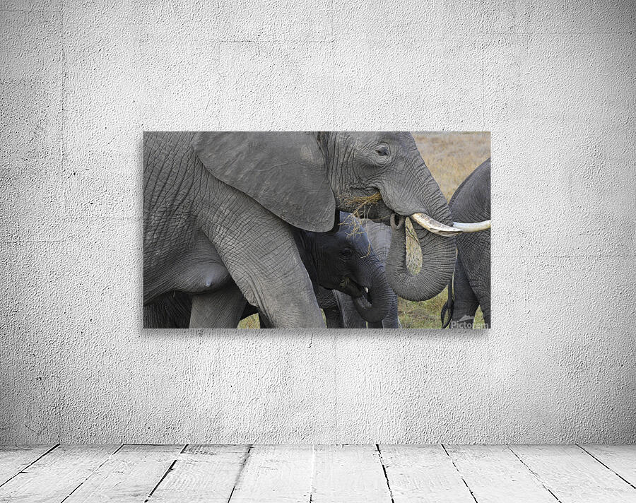 African grey elephants Amboseli National Park Kenya Wall Preview