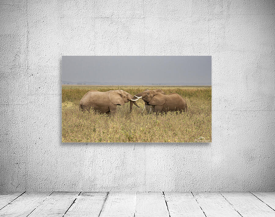 African elephant Amboseli National Park Kenya Wall Preview
