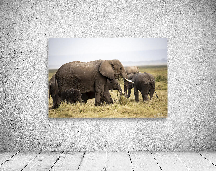 African elephants Amboseli National Park Kenya Wall Preview