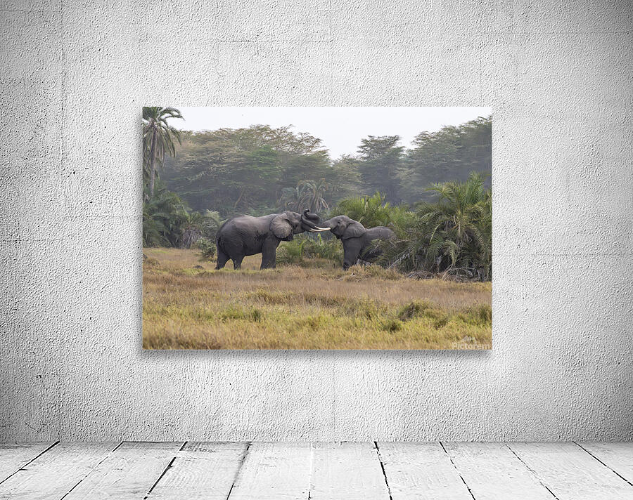  Elephants Amboseli National Park Kenya Wall Preview