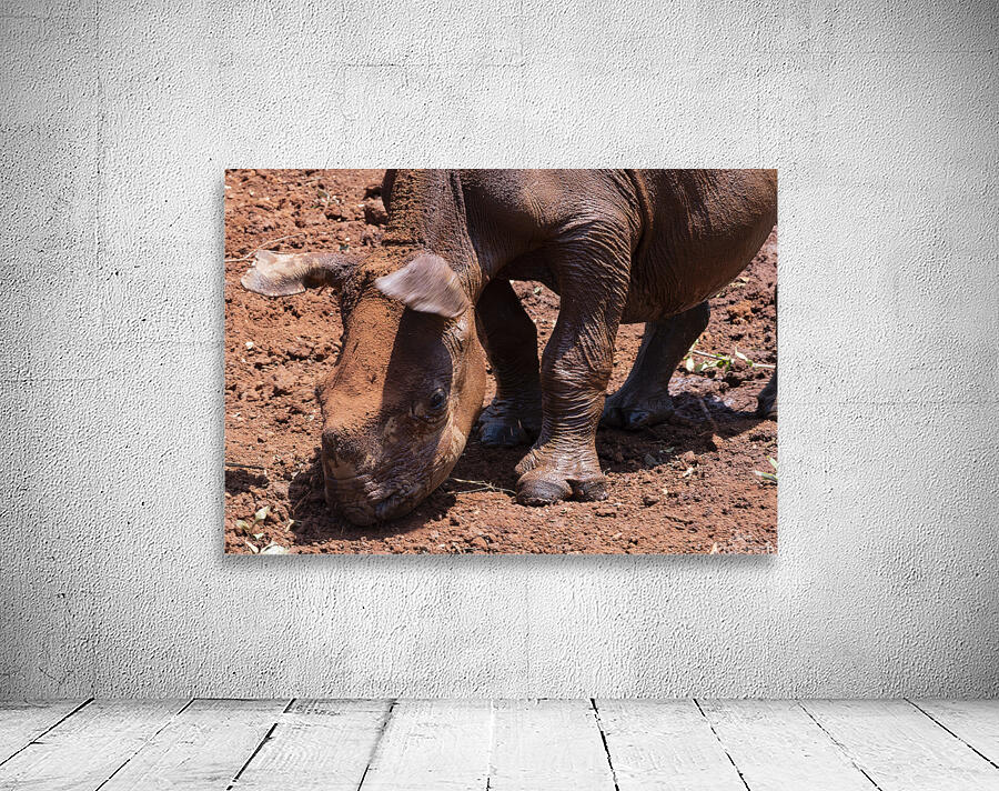 Sheldrick wildlife trust Nairobi  Wall Preview