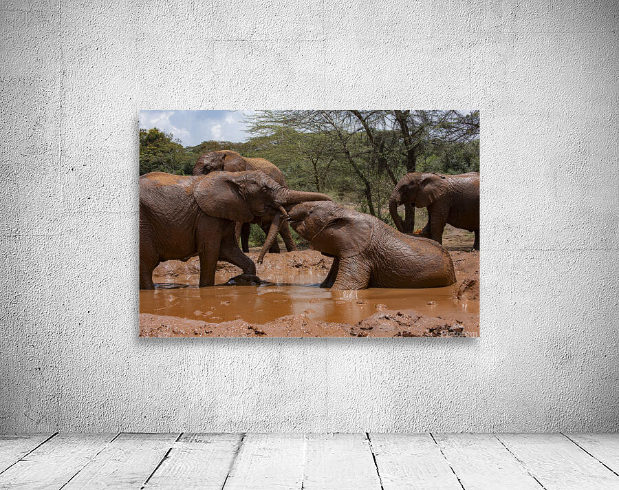 Orphaned elephants rehab center Sheldrick wildlife Wall Preview