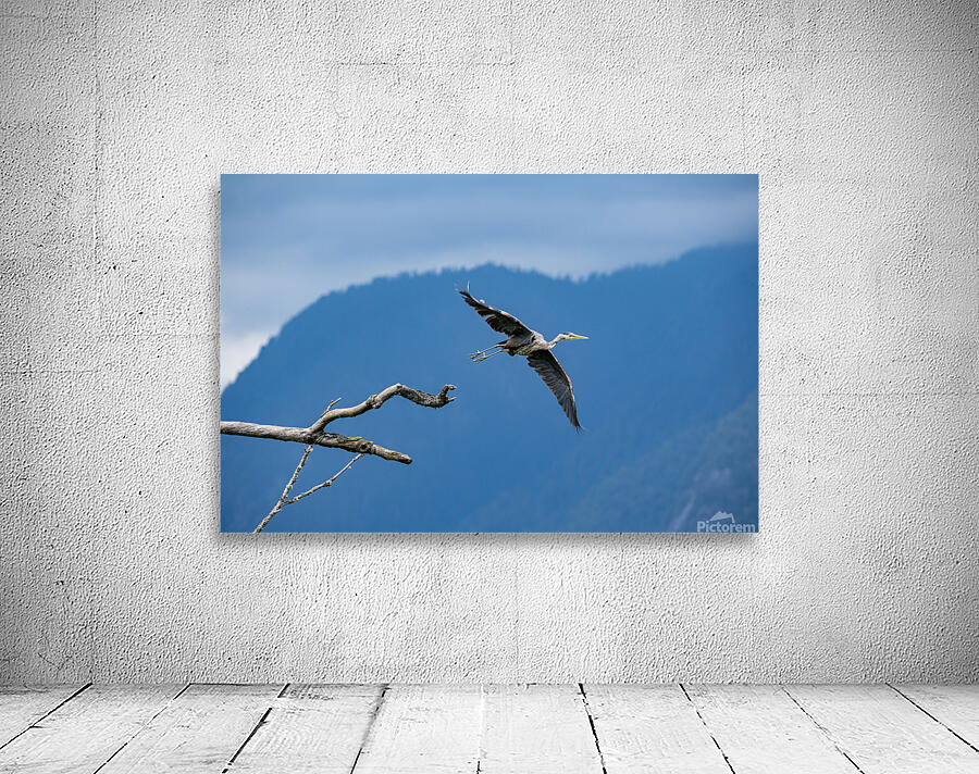 Great blue heron Pitt lake B.C Wall Preview