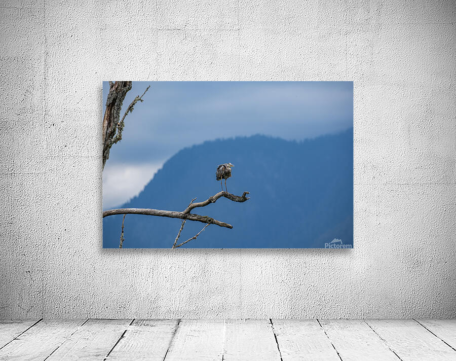Great blue heron Pitt lake B.C Wall Preview
