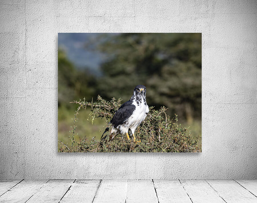 Augur Buzzard Lake Nakuru Lodge Africa  Wall Preview