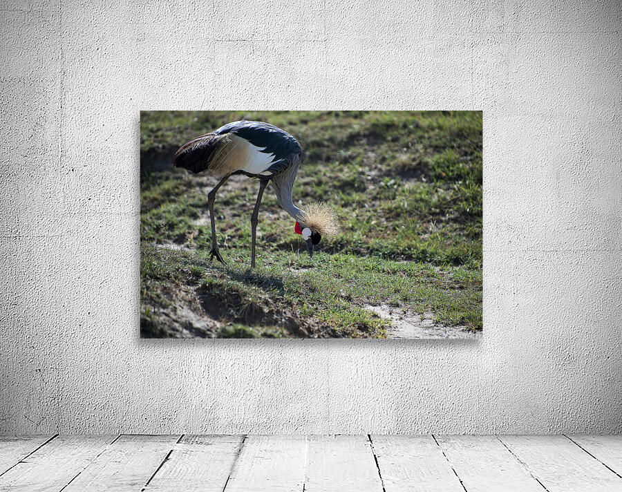 Crowned Crane Wall Preview