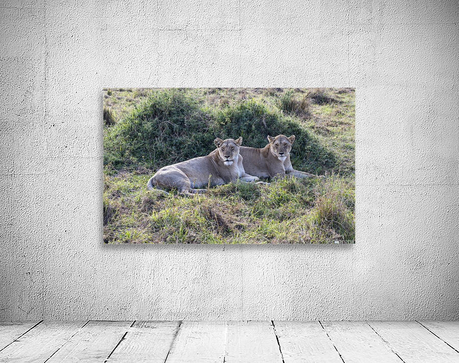 Ashnil Masai Mara Wall Preview