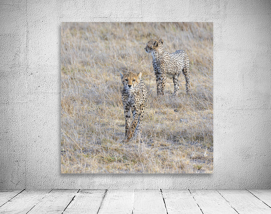 Cheetah cubs Amboseli National Park Kenya Wall Preview