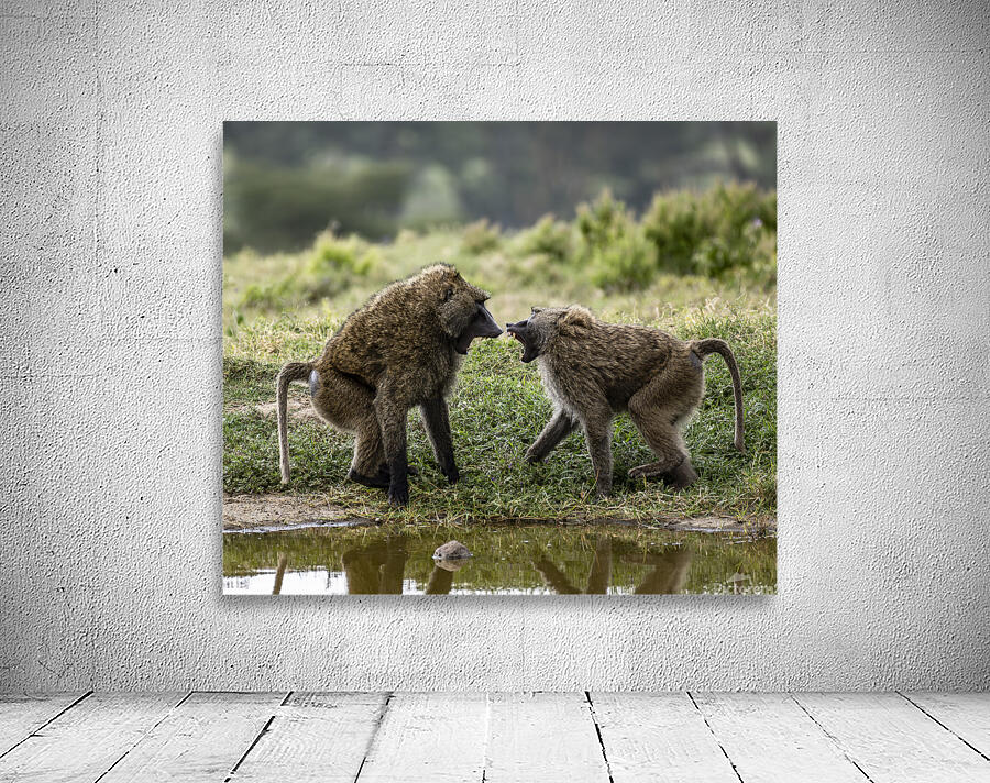 Baboons Lake Nakuru kenya Wall Preview