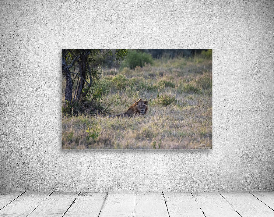 Lion Lake Nakuru kenya Wall Preview