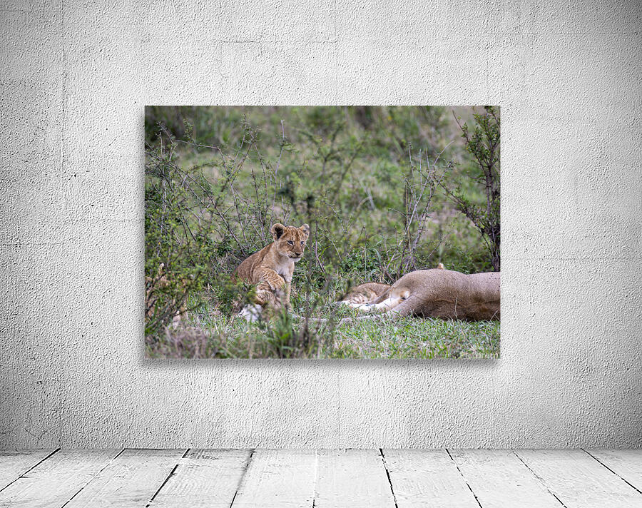 Lion cub masai mara Wall Preview