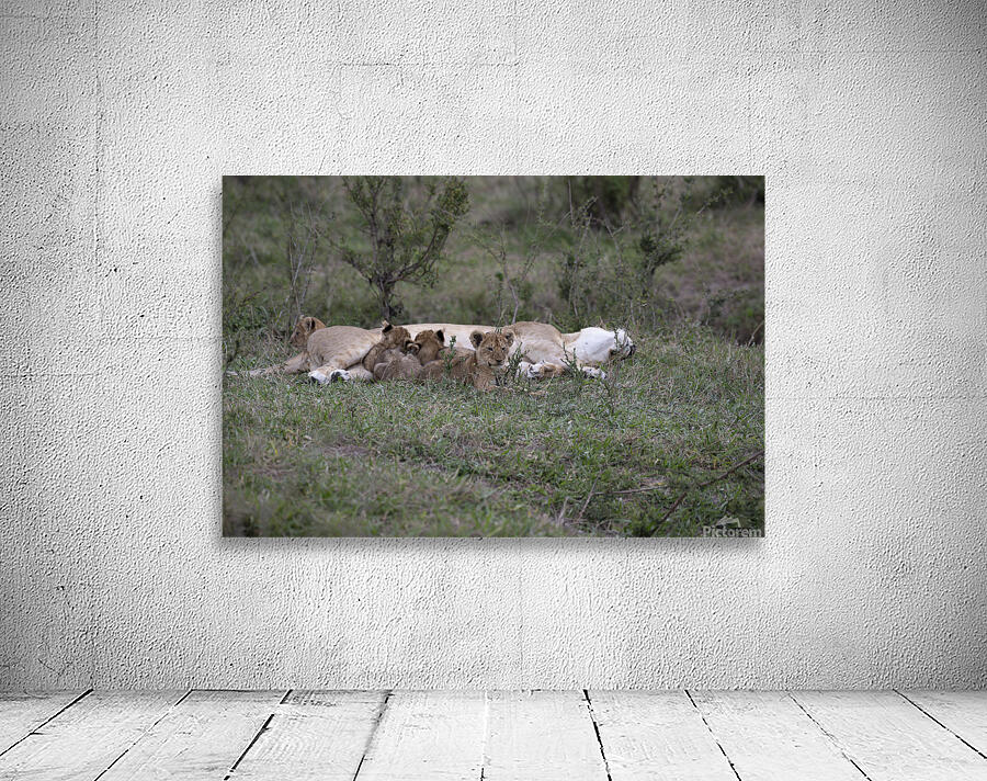 Lions masai mara Wall Preview