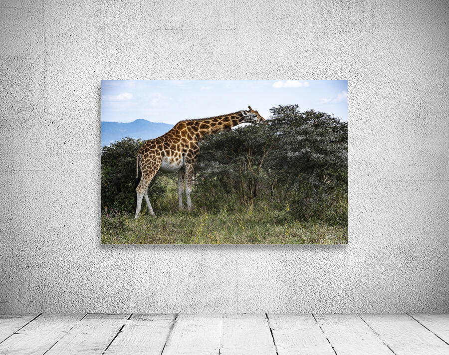 Giraffe Lake Nakuru kenya Wall Preview
