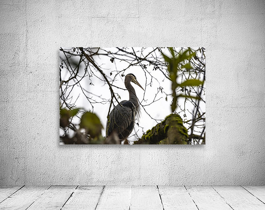 Great blue heron Chilliwack B.C Wall Preview