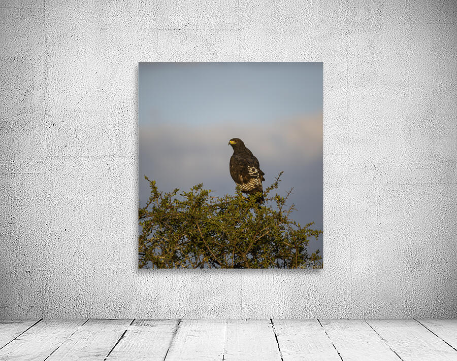 Hawk Lake Nakuru kenya Wall Preview