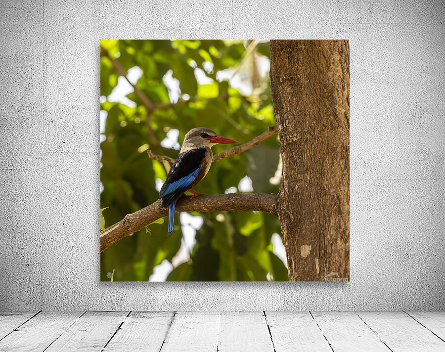 Grey headed kingfisher Amboseli National Park Kenya Wall Preview