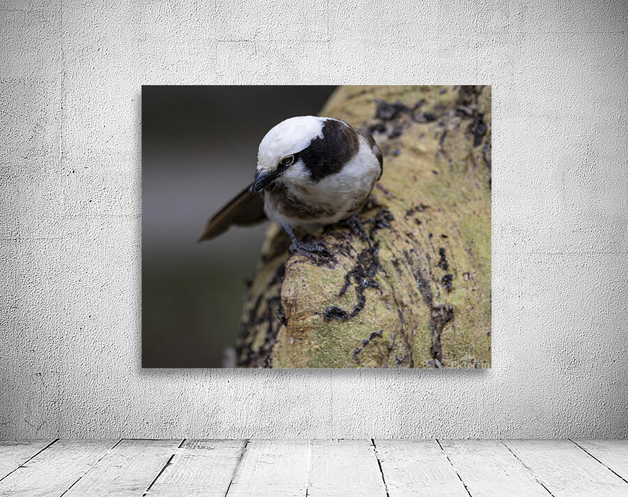 Southernwhite crowned shrike Sweetwaters kenya Wall Preview