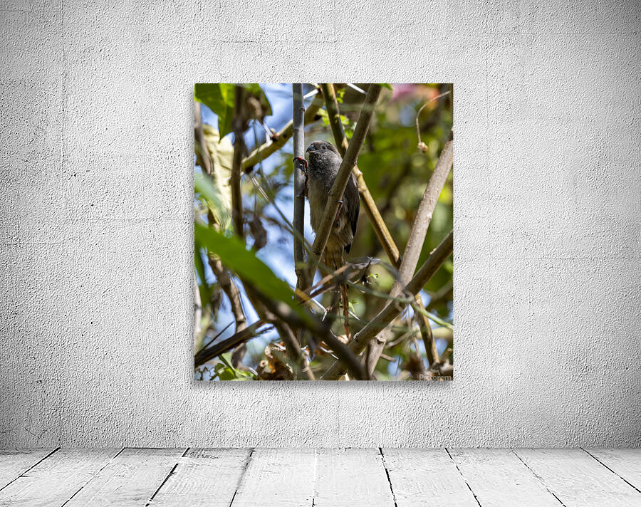 Speckled mousebird Sweetwaters kenya Wall Preview