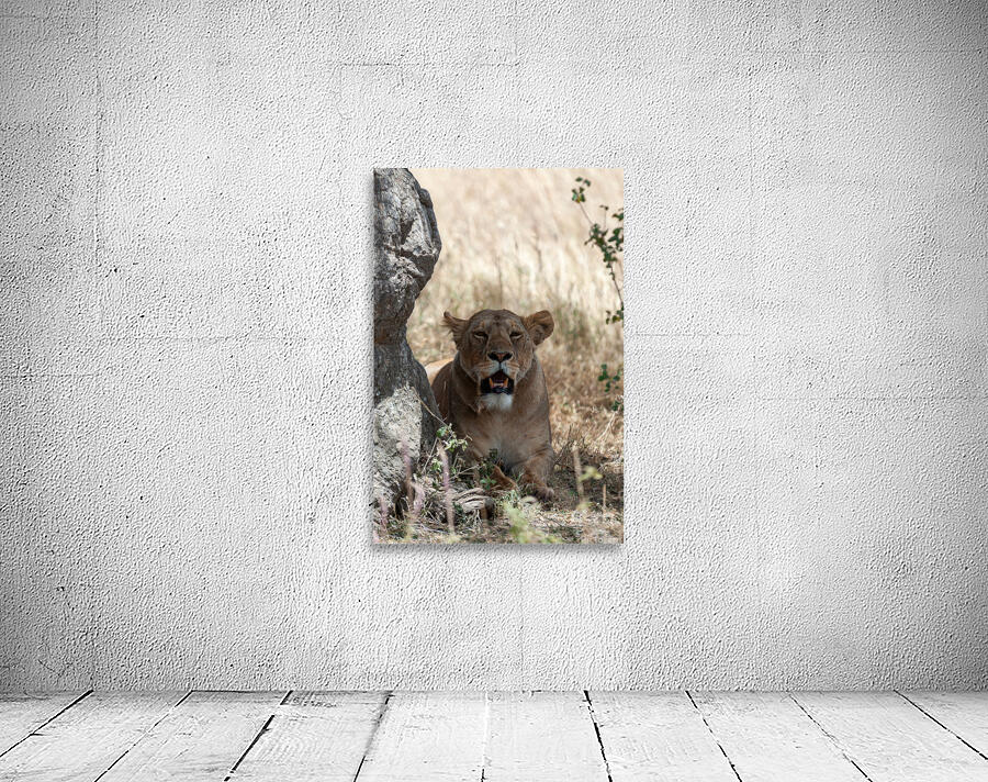 Loiness Sarengeti Africa Wall Preview