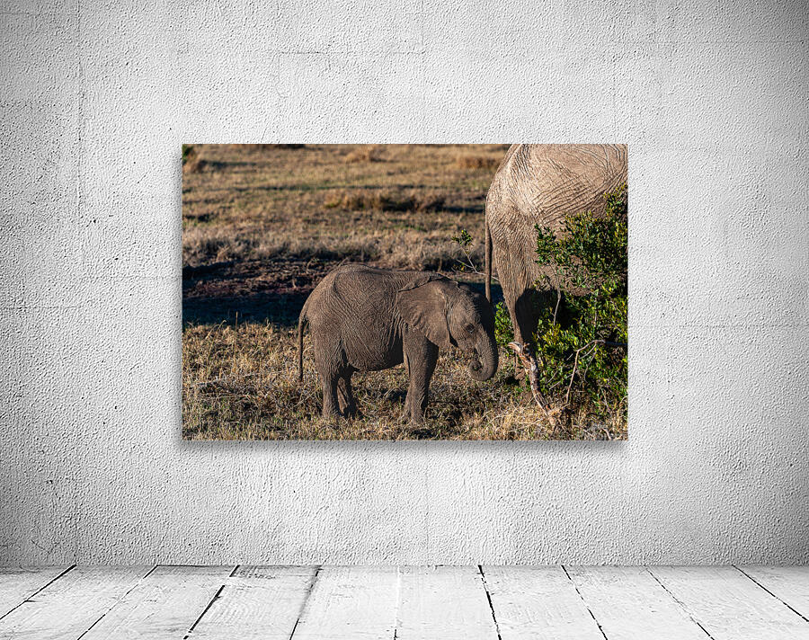 African elephant Wall Preview