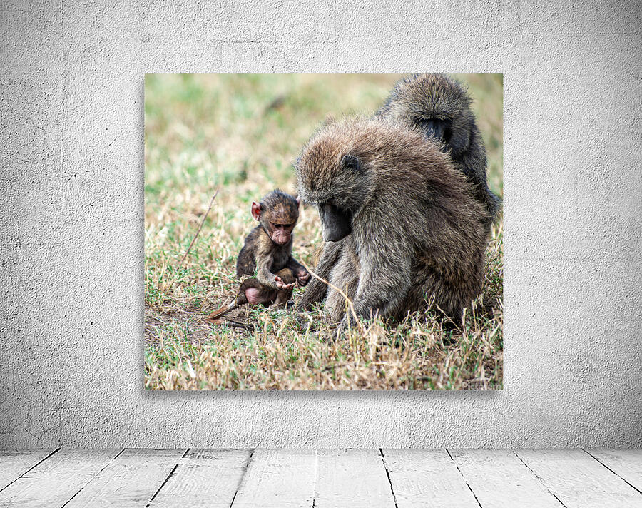 Baboon Lake Nakuru Africa Wall Preview