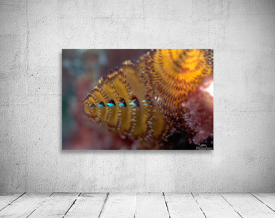 Chritmas tree worm Wall Preview