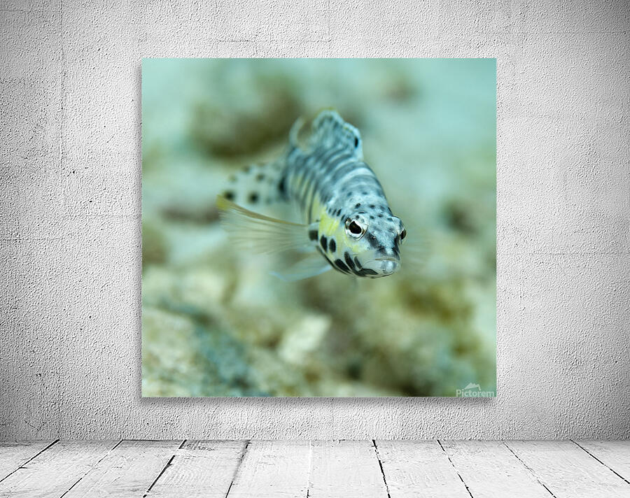 Blenny  Wall Preview