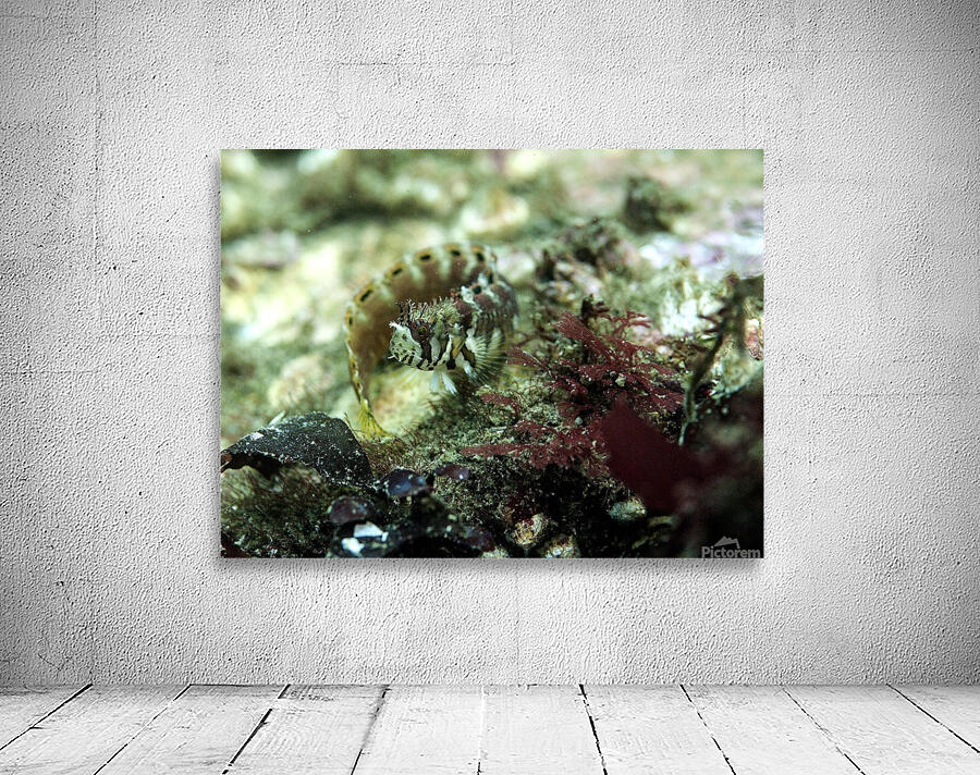 Decorated Warbonnet Wall Preview