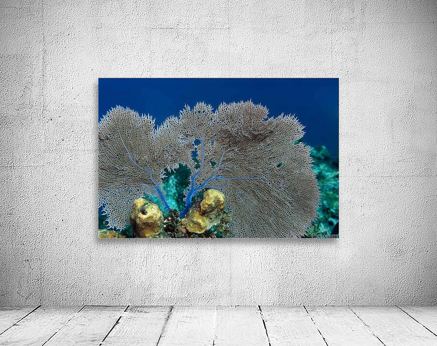 Fan coral Wall Preview