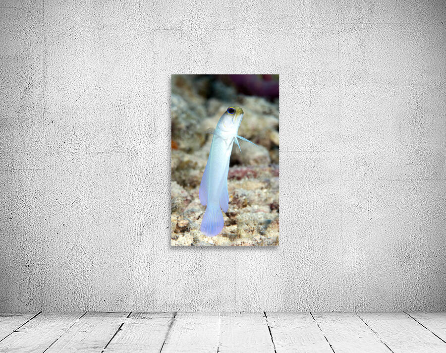 Yellowhead Jawfish Wall Preview
