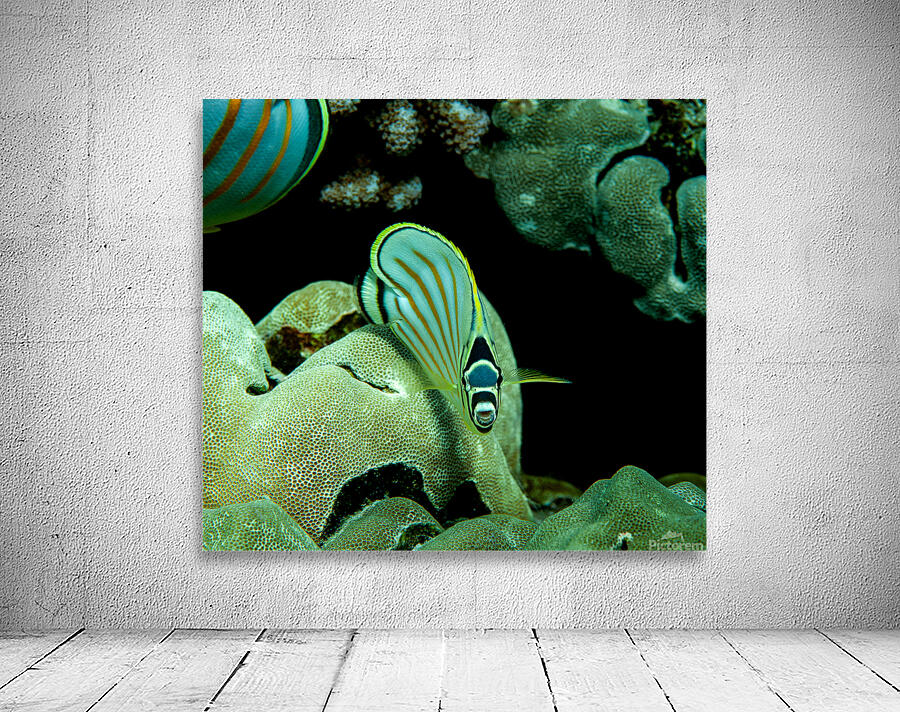 Ornate butterfly fish place of refuge hawaii Wall Preview