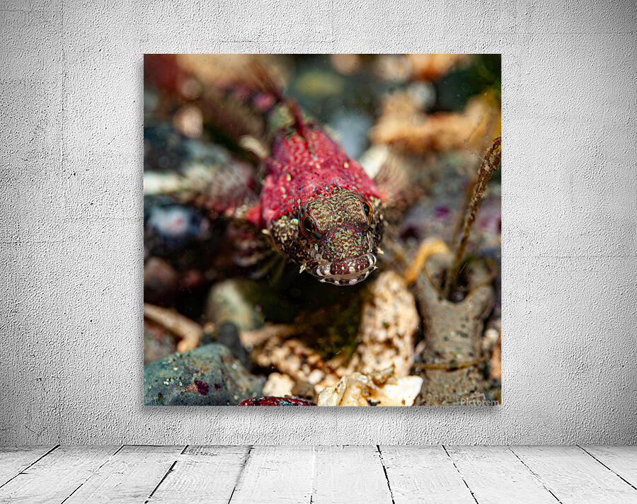 Scalyhead sculpin Keystone jetty Washington state  Wall Preview