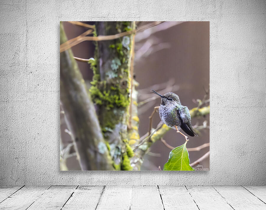 Anns hummingbird perched on a branch Wall Preview